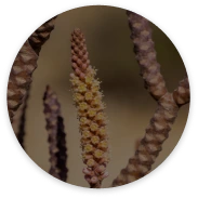 Cistanche